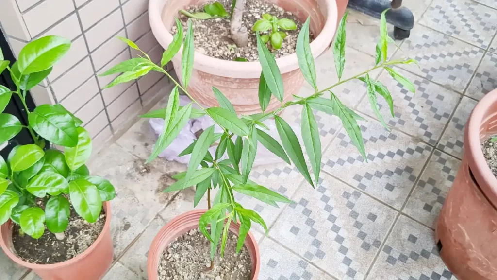 種から育てている2年目の蟠桃（2024年4月ごろ））