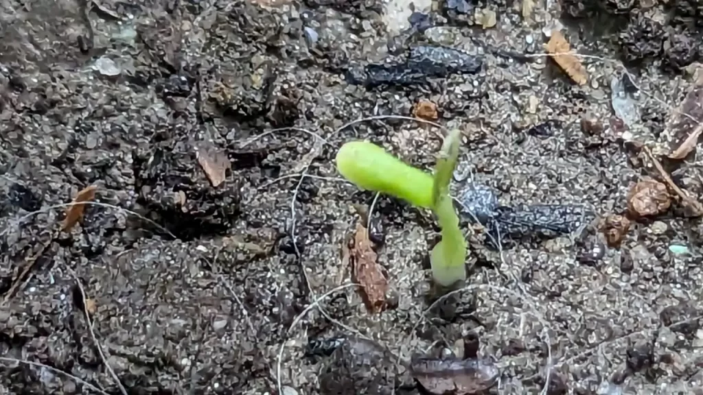 発芽したばかりのキウイ
