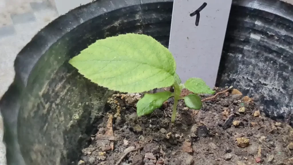 ベランダで種から育てていたキウイ