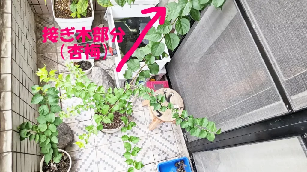 種から育てている梅の木に杏梅を接ぎ木した物　2024年6月　発芽から約3年経過