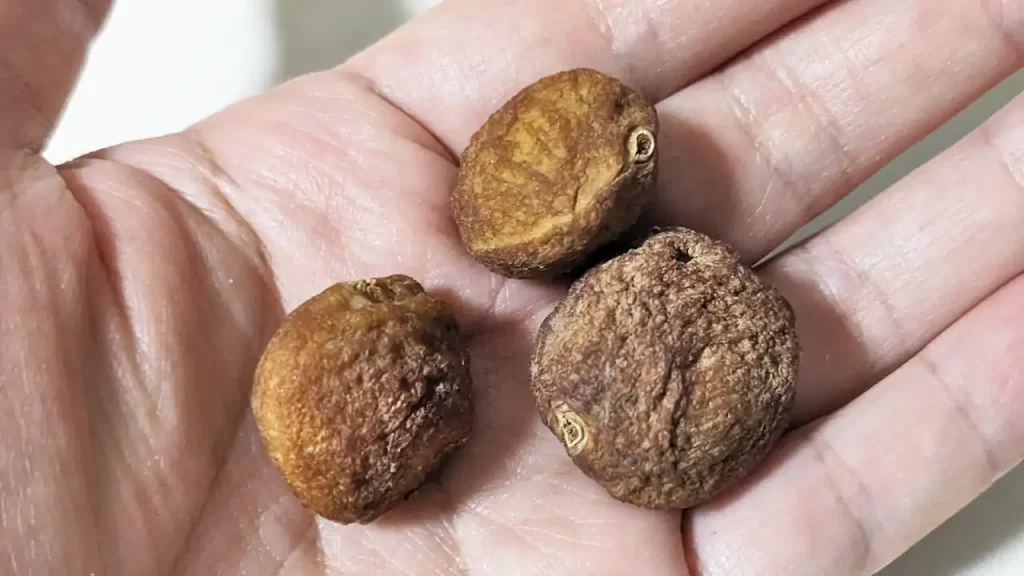 ドライフルーツの杏（アプリコット）