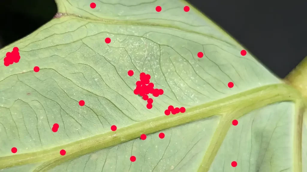 里芋の葉についたアブラムシ（赤く塗りつぶし済）