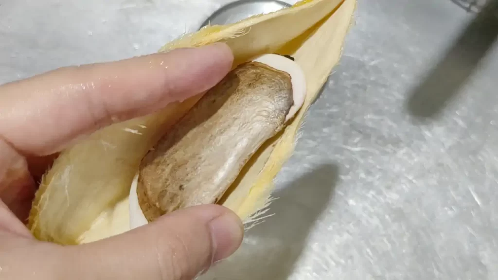 マンゴーの種の硬い殻を割ったところ