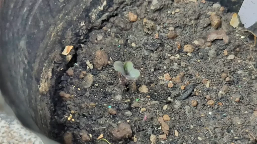 発芽した紫キャベツ（2024年8月ごろ）