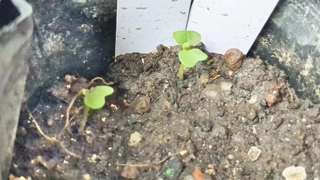 種まきから4日後に発芽したチンゲン菜