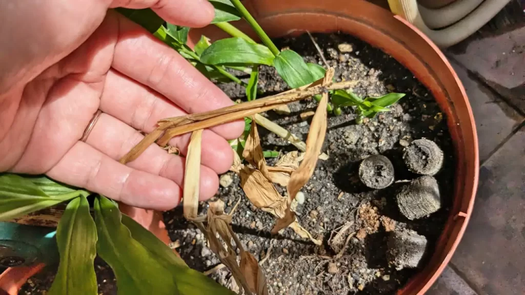 8月ごろに枯れてしまったショウガの地上部