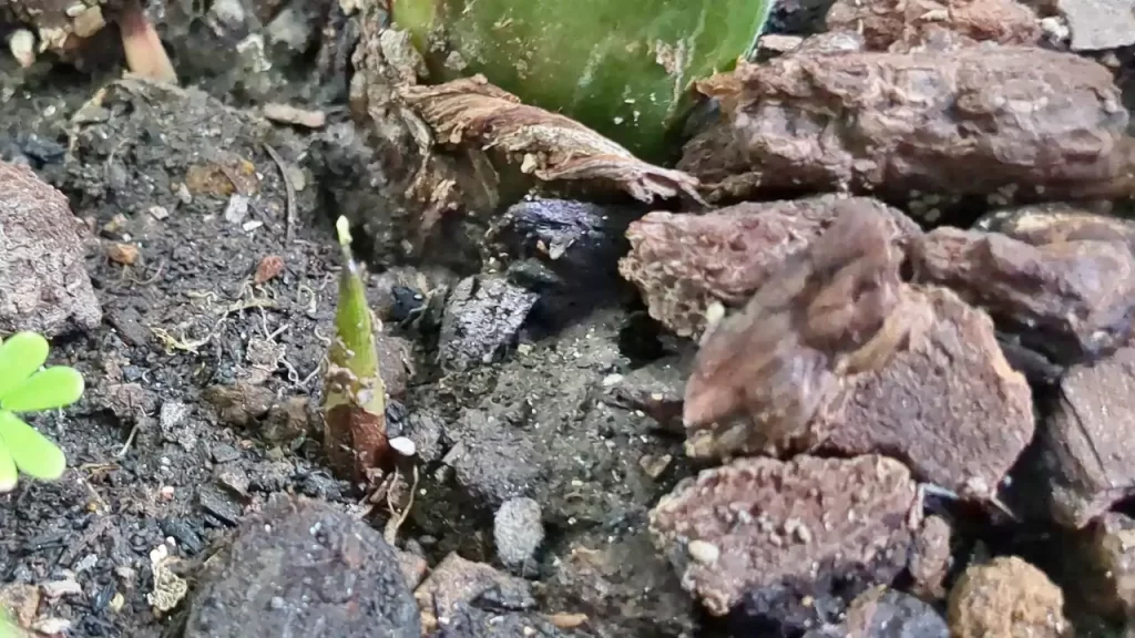 里芋から脇芽が登場した様子