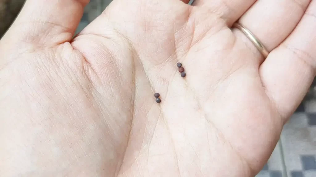 購入したチンゲン菜の種