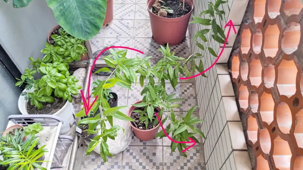 2024年秋ごろまで成長し続けた蟠桃（2024年9月ごろ）