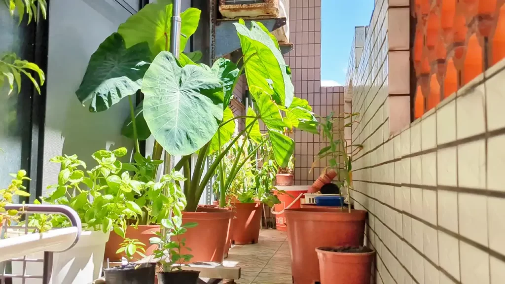 9月ごろの里芋の様子