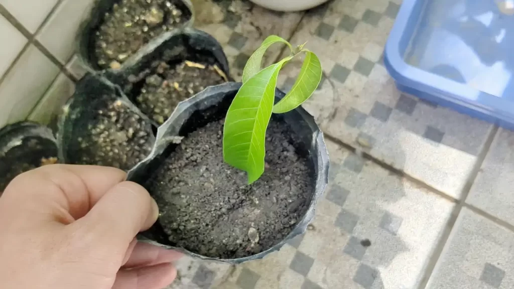 土に植え替えたマンゴーの苗