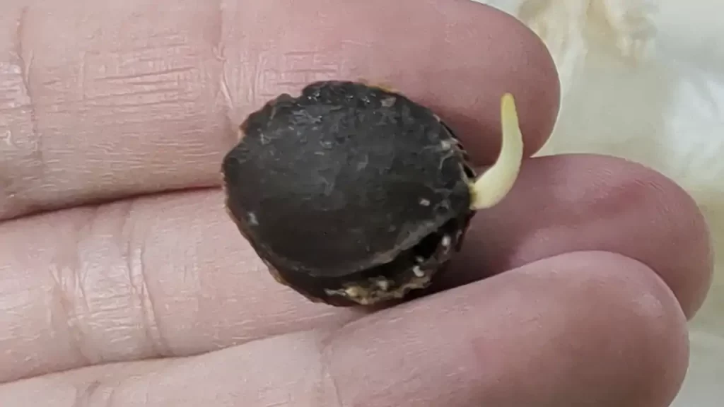 冷蔵庫の中で発芽した杏（アプリコット）の種