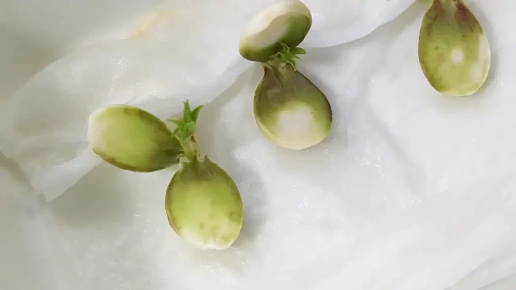 発芽した杏（アプリコット）