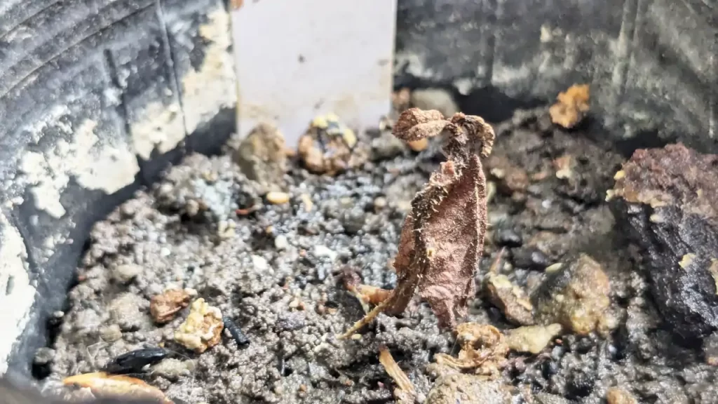 枯れてしまったキウイ