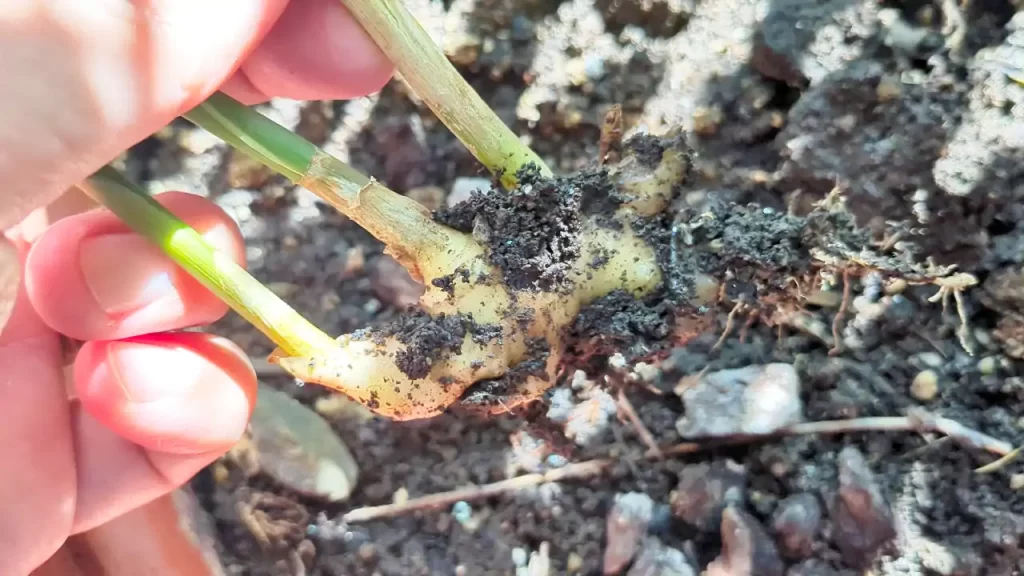 2024年にベランダで栽培したショウガ