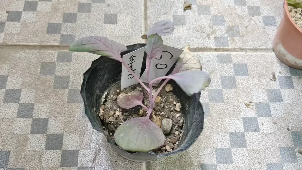 育苗ポットで苗作りしている紫キャベツ（2024年10月ごろ）