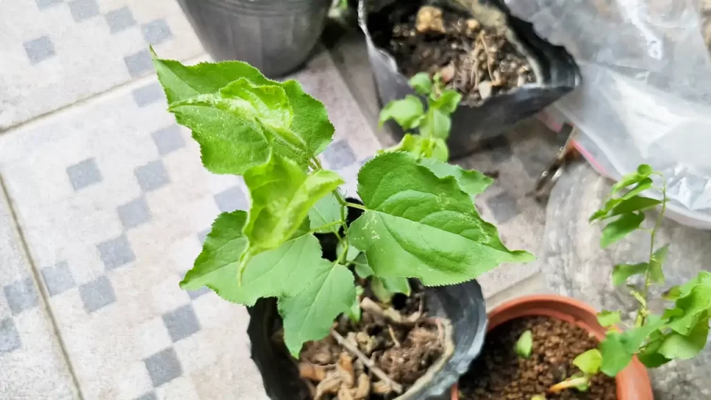 土に植え替えてから20日ぐらい経過した杏（アプリコット）