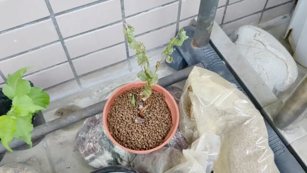 枯れてしまった杏の木（2024年10月ごろ）