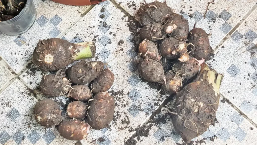 ベランダで収穫した里芋