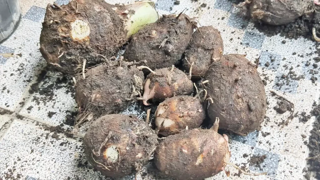 2024年にベランダで栽培し、収穫した里芋