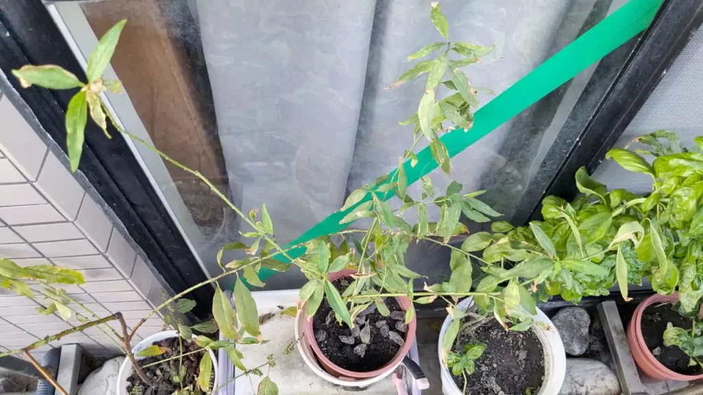 発芽から二年目の終わり、落葉していった蟠桃（2024年11月末ごろ）