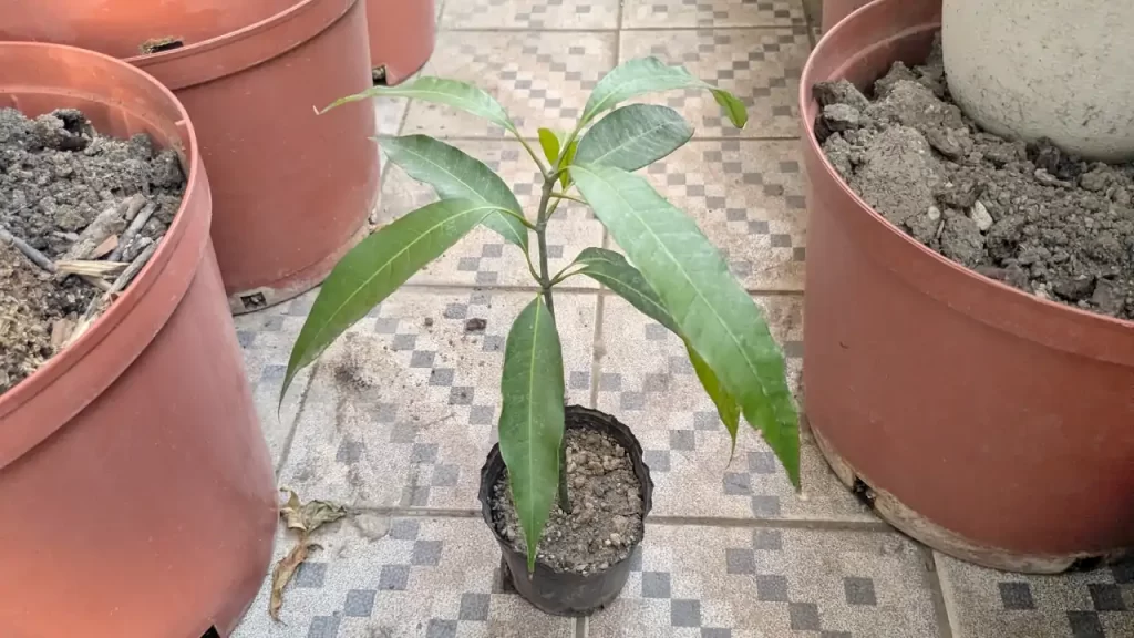 ベランダで育てているマンゴーの木（2024年11月ごろの様子）