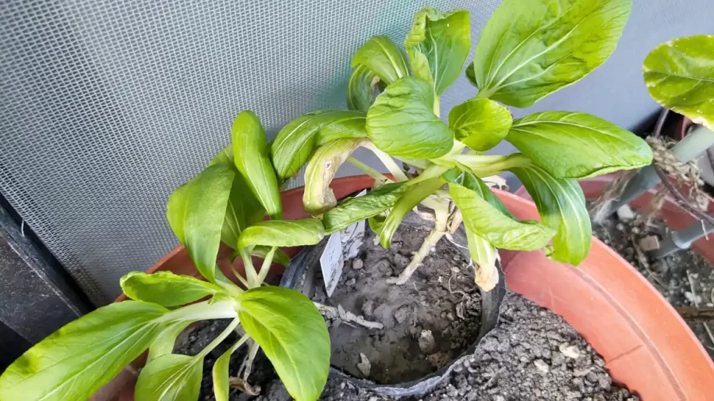 11月ごろのチンゲン菜の様子