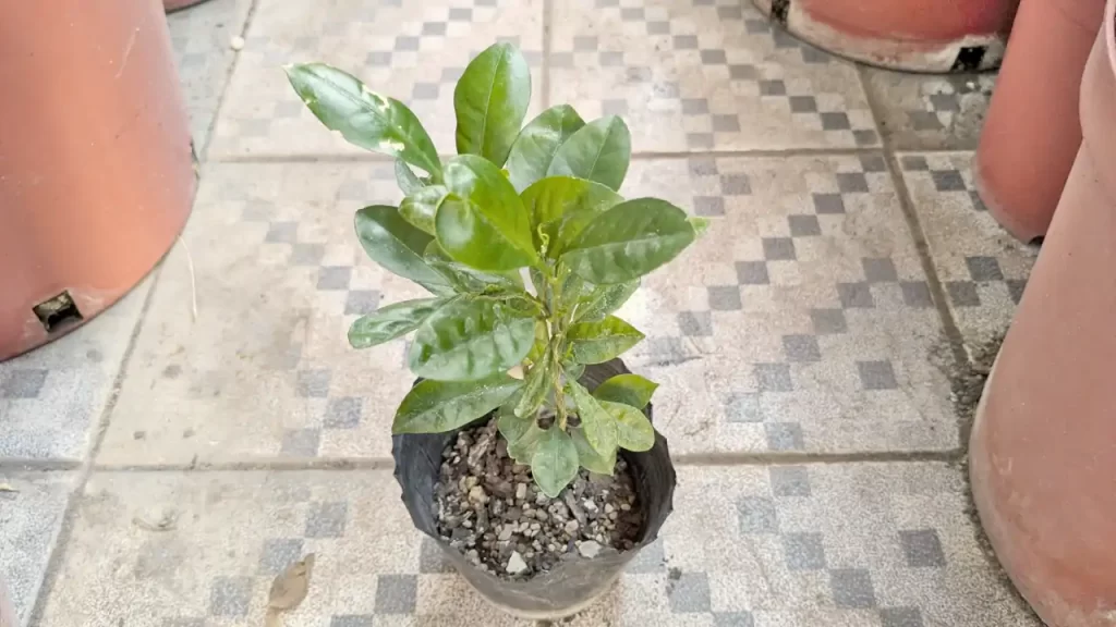 冬を迎える前のカラマンシー（2024年11月ごろ）