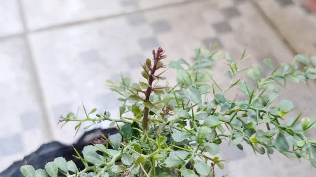 フィンガーライムの新芽（2024年11月ごろ）