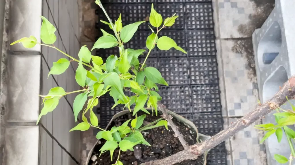 種から育てている梅の木　2025年2月ごろ