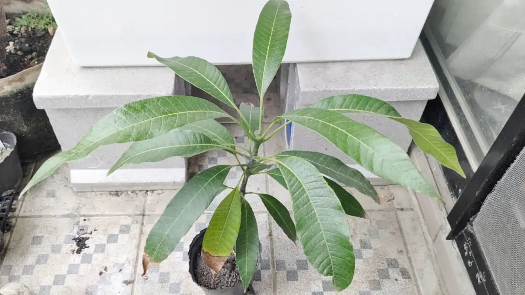 ベランダで種から育てている（2025年5月ごろの様子）