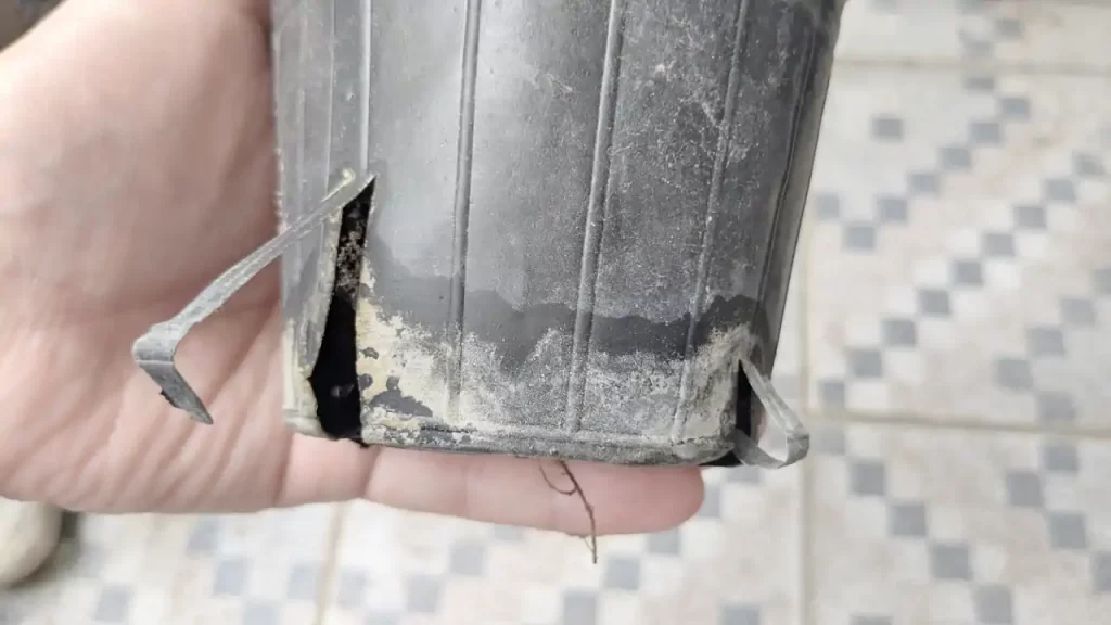 切り込みを入れた育苗ポット