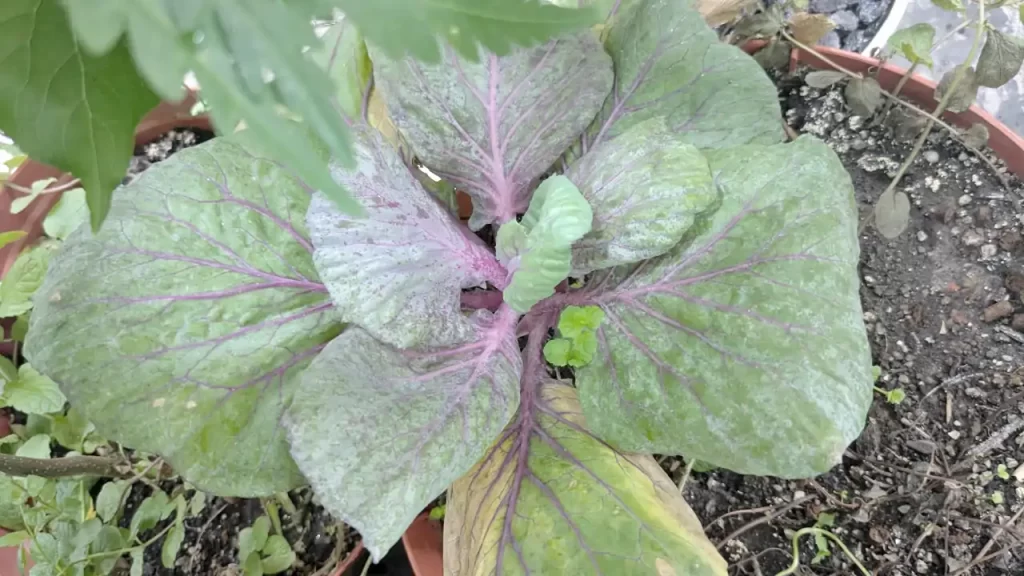 10ヶ月栽培を続けた紫キャベツ（2025年6月ごろ）