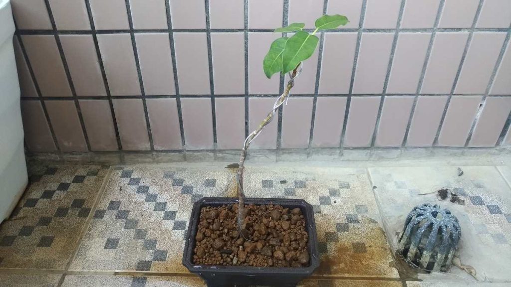 アコウの木(小)