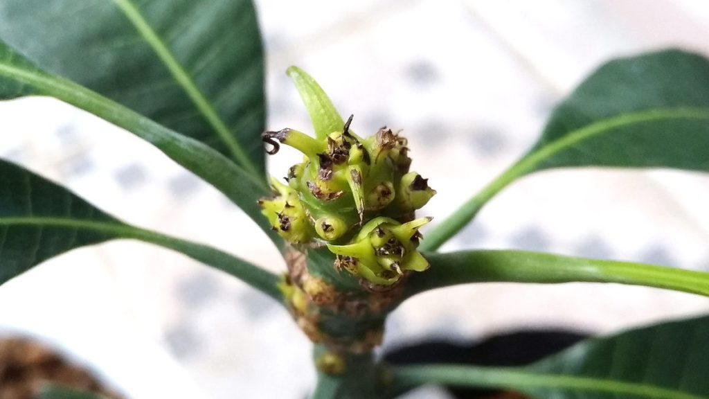 枯れていくマンゴーの芽