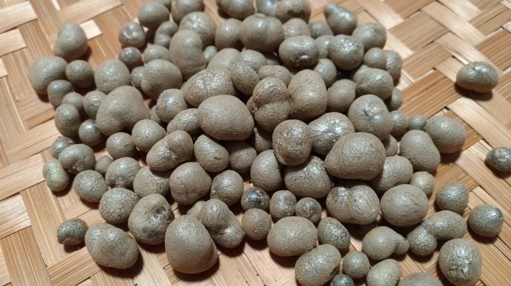 2021年にベランダで収穫したムカゴ