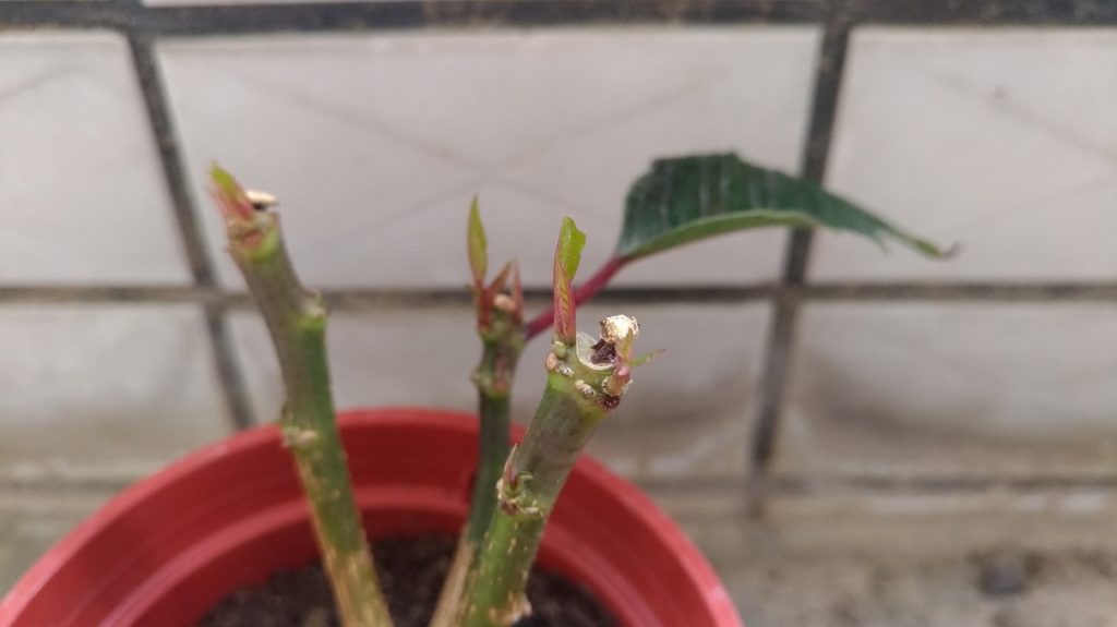 剪定したポインセチア