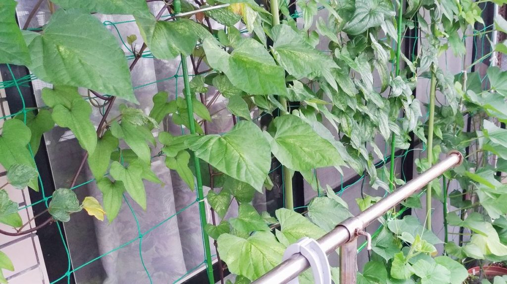 サツマイモの垂直栽培