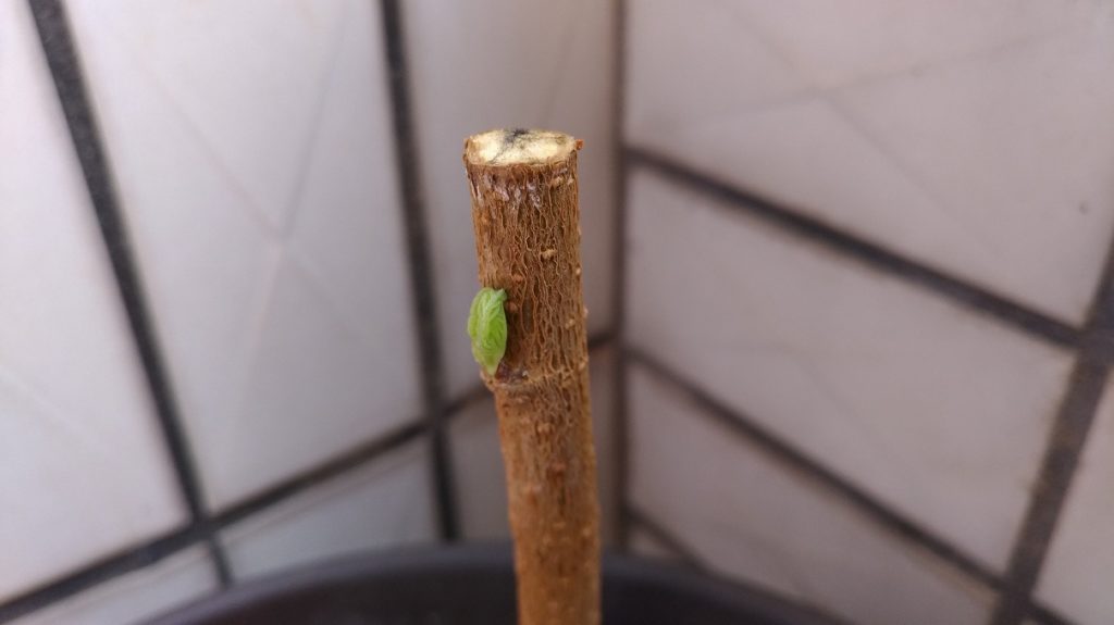 剪定した桑から新芽が出てきたところ