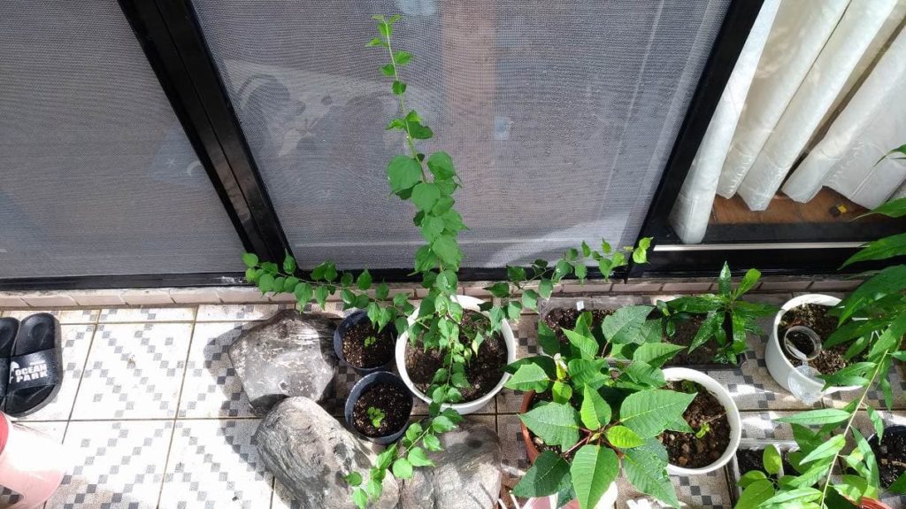 種から育てている梅の木