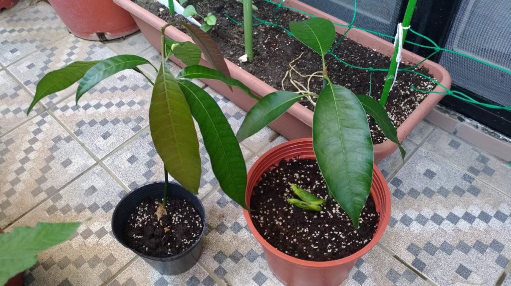 左は直接土に植えた金煌マンゴー、右は水耕栽培で発芽させてから土に植え替えた土マンゴー