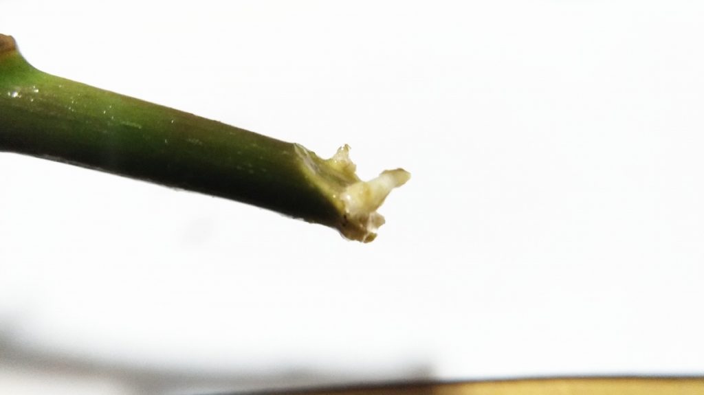 ポインセチアを水挿しして発根した様子