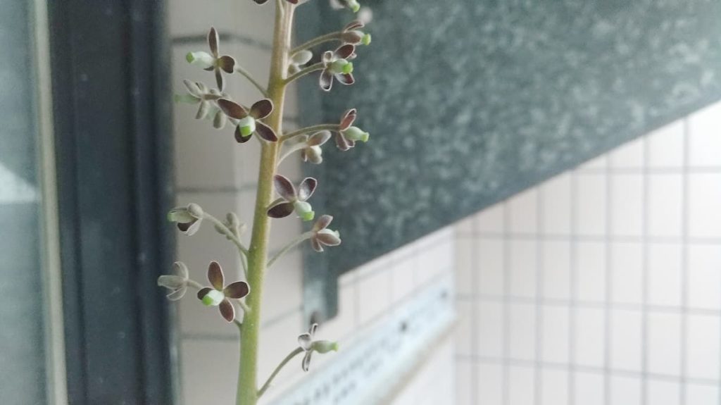 ウツボカズラの花