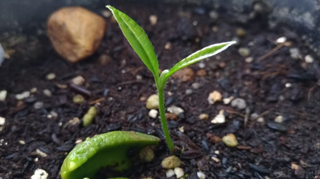 発芽したアビウ