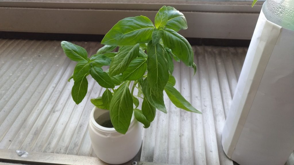 水耕栽培しているスイートバジル