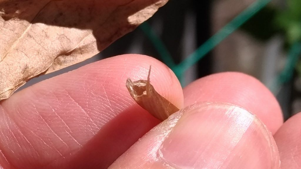 枯れた山芋の茎