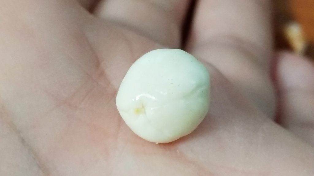 後日、発芽に成功した蟠桃の種