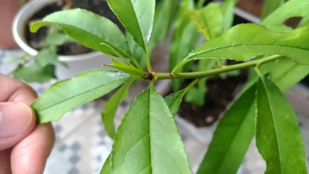 種から育てている桃の葉