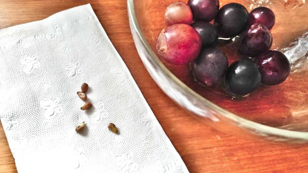 発芽に挑戦したブドウ