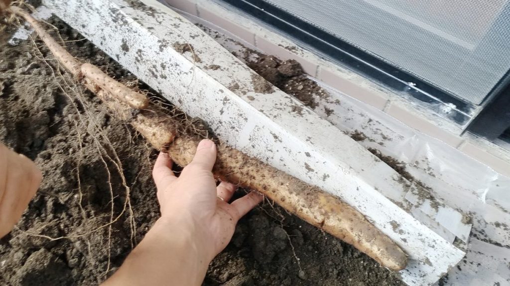 2022年にベランダで収穫した山芋